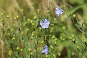 wild flax, lone, flower wallpaper, narrow-leaved flax, flower, linum bee, beautiful flowers, blossom, bloom, meadow, plant, nature, flora, flower background, garden