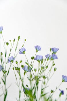 Close-up of delicate blue flax flowers blooming against a bright white background.